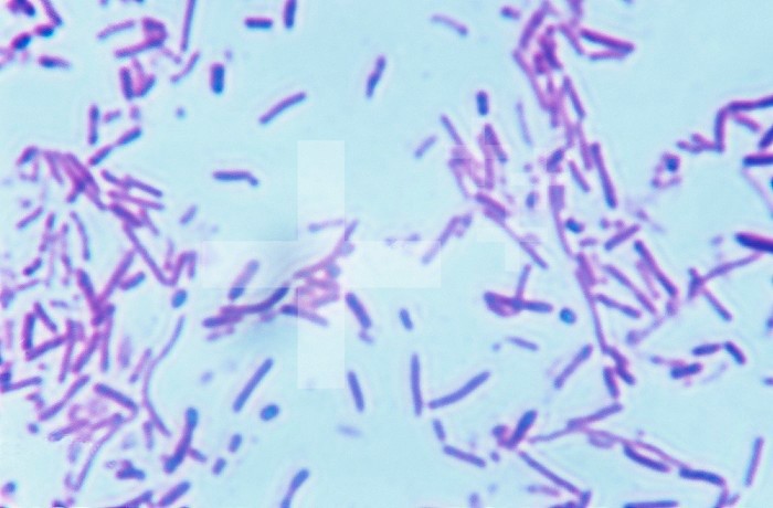 Erwinia amylovora Bacteria. LM X1200.