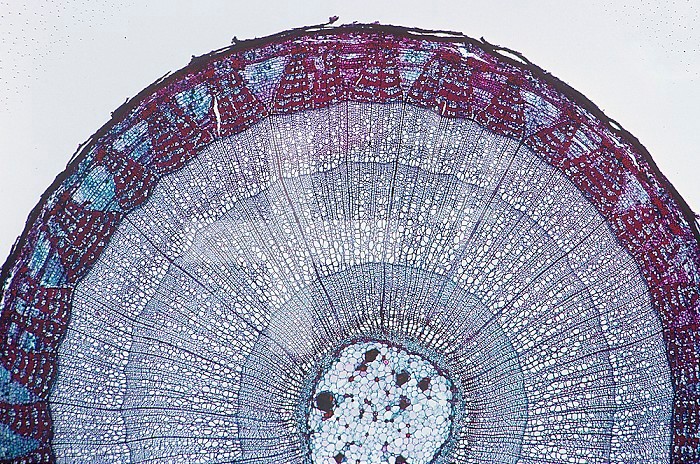 Cross-section of a three-year old Basswood or Linden (Tilia) stem with growth rings. LM X4.
