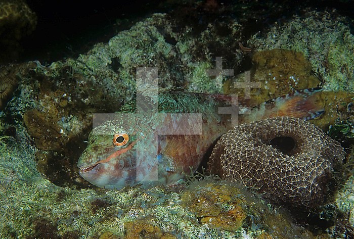 Redbanded Parrotfish showing night and protective coloration.  ,Sparisoma aurofrenatum, Caribbean