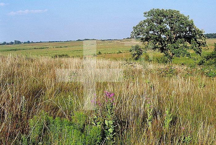 Sandhills and tallgrass prairies, Nachusa Grasslands, Illinois, USA.