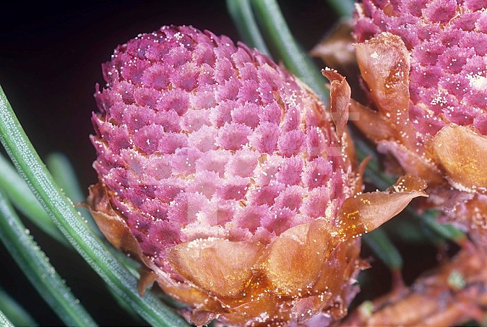 Male Norway Spruce cone with pollen grains ,Picea abies,.