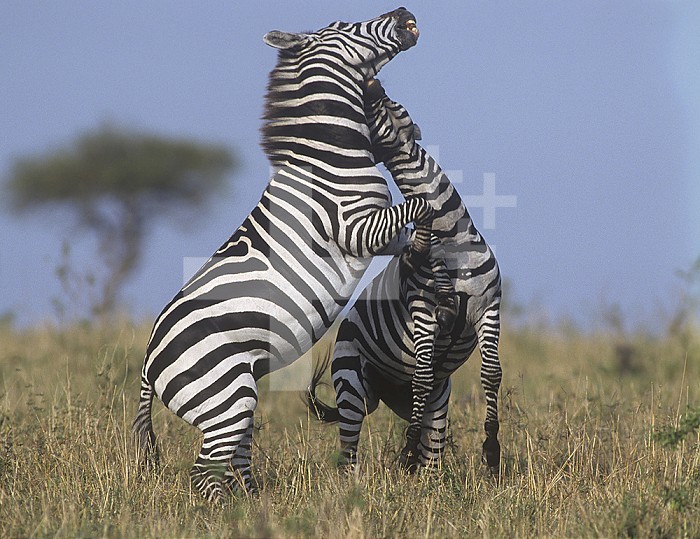 Common or Burchell's Zebras fighting ,Equus burchellii,, Masai Mara, Kenya, Africa.