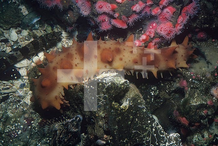 California Sea Cucumber ,Parastichopus californicus,, Phylum Echinodermata, Class Holothuroidea, California, USA, Pacific Ocean.