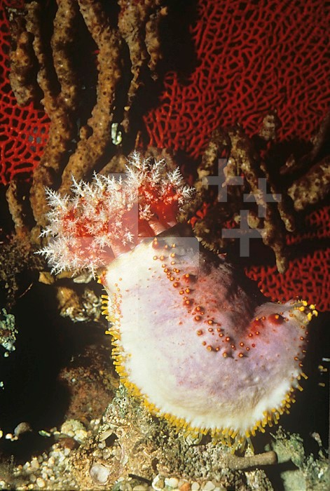 Sea Cucumber ,Pseudocolochirus, Phylum Echinodermata, Class Holothuroidea, Coral Sea, Australia.
