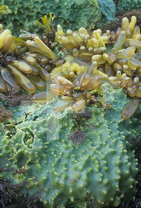 Green Encrusting Sponge (Halichondria) and Sea Sack Red Algae (Halosaccion)on an intertidal rock, Alaska, USA, Pacific Ocean.