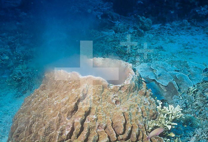 Giant Barrel Sponge spawning ,Xestospongia testudinaria,, Phylum Porifera, Malaysia.