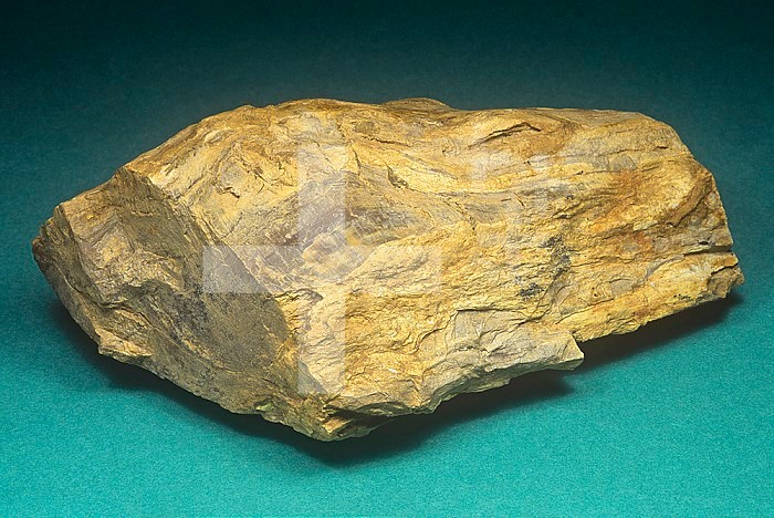 Petrified Callixylon wood (Archaeopoteris), Indiana, USA. This silicified wood from the Mid-Devonian is among the oldest of petrified trees.