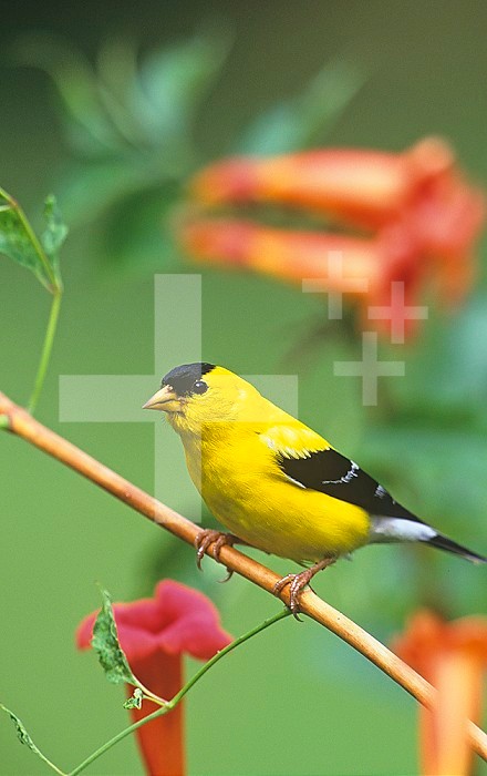 Male American Goldfinch (Carduelis tristis) on Trumpet Creeper (Campsis radicans). North America.