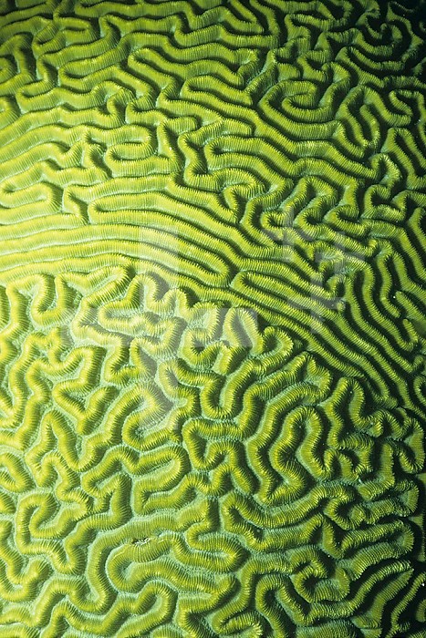 Symmetrical Brain Coral ,Diploria strigosa, with zooanthellae or symbiotic algae, Belize, Caribbean.