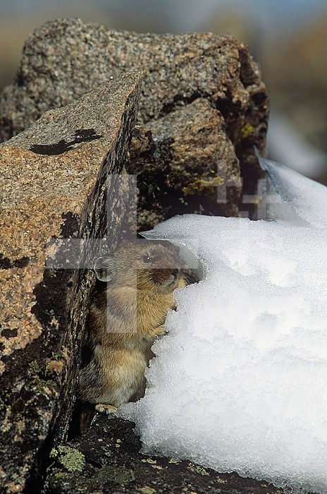Pika ,Ochotona princeps, in its alpine habitat between a snowbank and a rock, Rocky Mountains, North America.