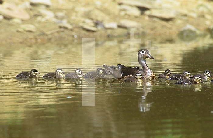 Female Wood Duck with a large brood, showing imprinting behavior (Aix sponsa), North America.