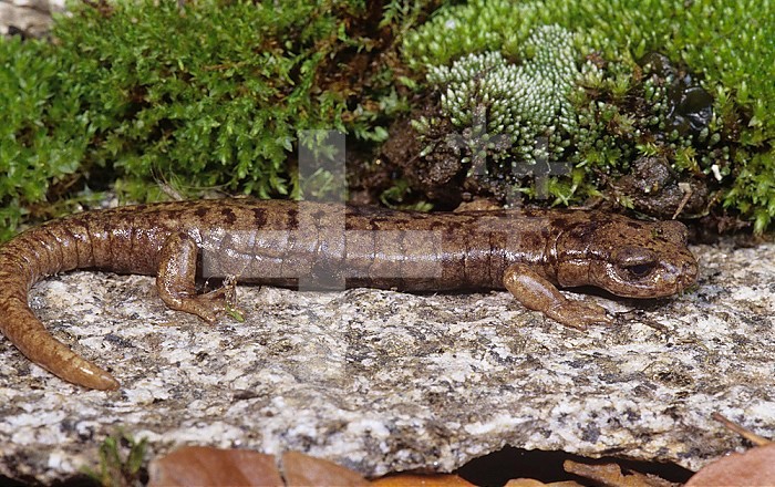 Mount Lyell Salamander ,Hydromantes platycephalus,, Sierra Nevada Mountains, California, USA.