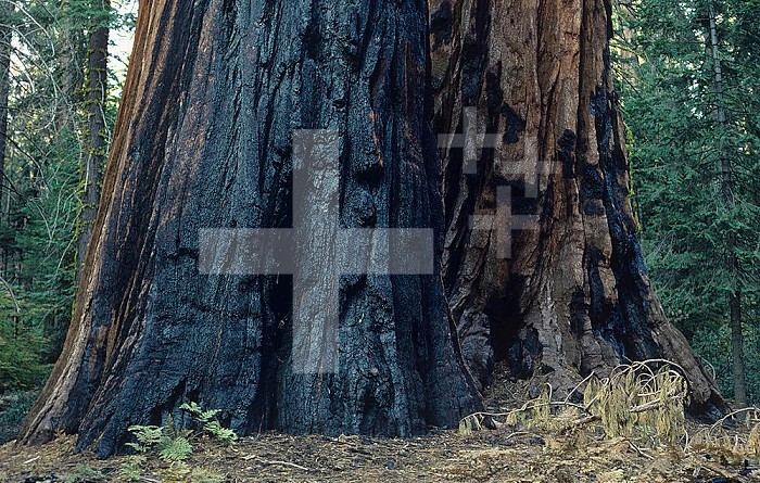 Fire-scarred trunk of a Giant Sequoia tree ,Sequoiadendron giganteum,, California, USA.