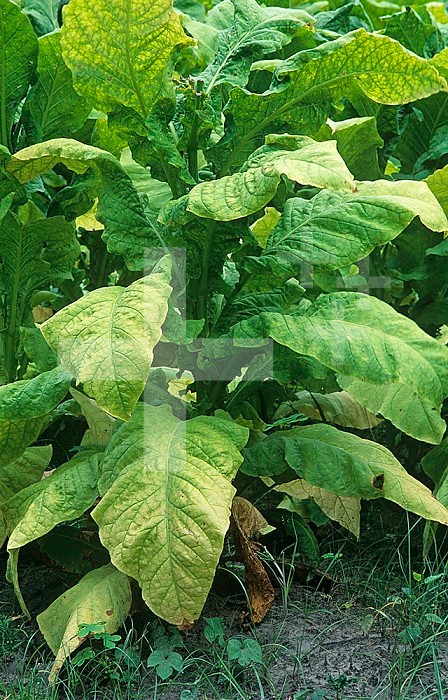 Tobacco plants at harvest time ,Nicotiana tabacum, North Carolina, USA.