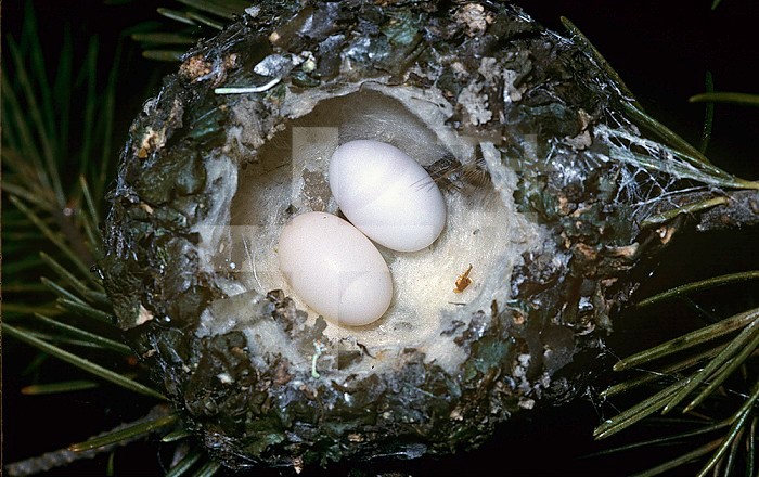 Broad-tailed Hummingbird ,Selasphorus platycercus, nest with two eggs, North America. Note the spider webs used in its construction.