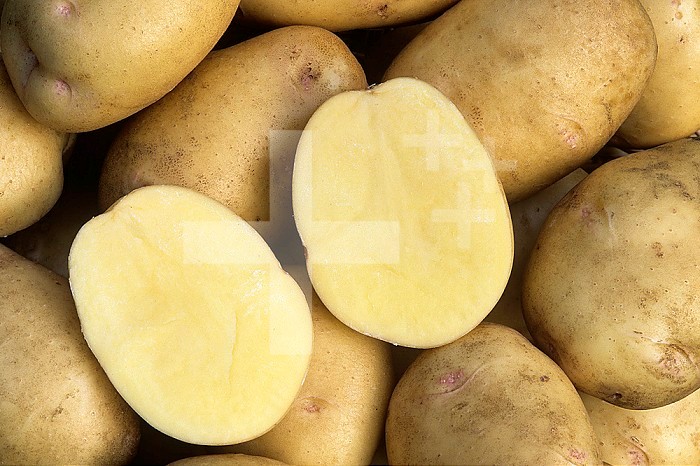 Yukon Gold' Potato variety.
