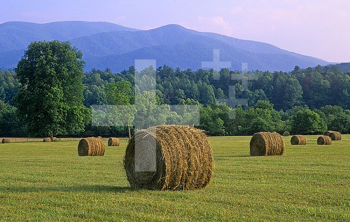 Hay bales, Cades Cove, Great Smoky Mountains National Park, Tennessee, USA.