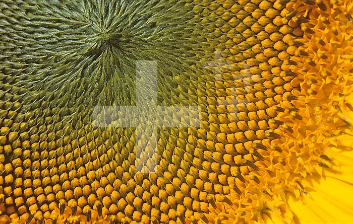 Close-up of a Sunflower with ripening seeds ,Helianthus annuus,.