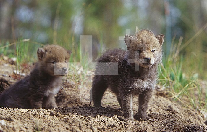 Coyote pups at their den opening ,Canis latrans,, North America.