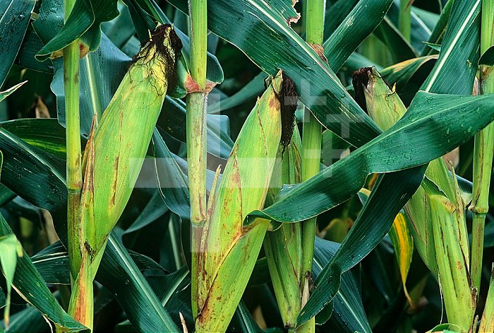 Ears of Corn on the stalk (Zea mays).