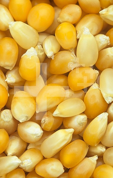 Yellow and white Popcorn seeds (Zea mays everta).