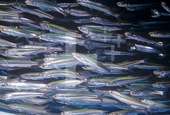 School of Northern Anchovy (Engraulis mordax) off the coast of California, USA.