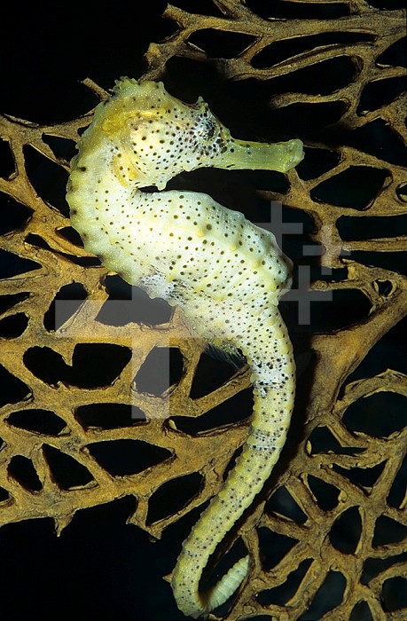Lined Seahorse (Hippocampus erectus)....