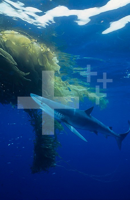 Blue Shark (Prionace glauca) under a mass of drifting Kelp (Macrocystis), California, USA.