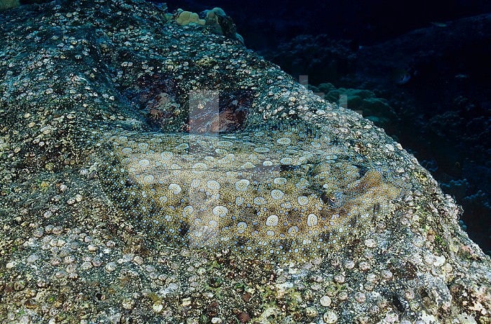 Flower Flounder (Bothus mancus) showing protective coloration and morphology, Hawaii, USA.
