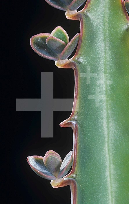 Plantlets along a leaf of Kalanchoe daigremontiana that will fall and take root, an example of asexual or vegetative reproduction.