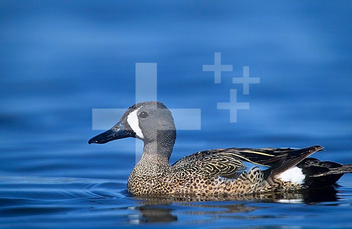 Blue-winged Teal drake on water (Anas discors), North America.