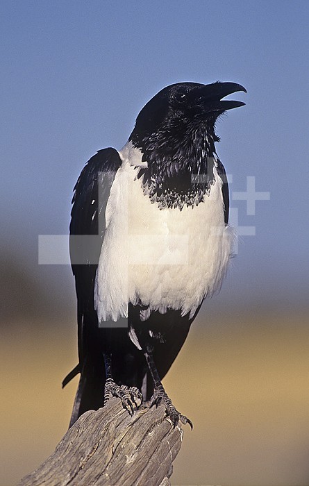 Pied Crow (Corvus albus), Etosha National Park, Namibia, Africa.