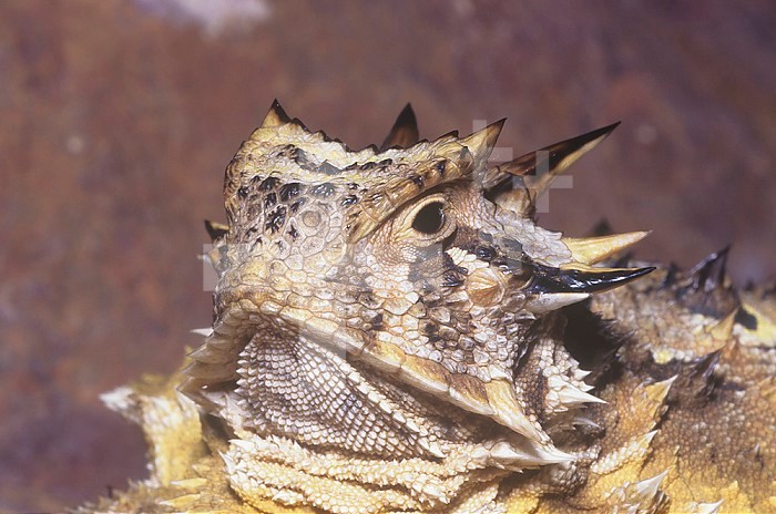 Texas Horned Lizard head ,Phrynosoma cornutum,, North America.