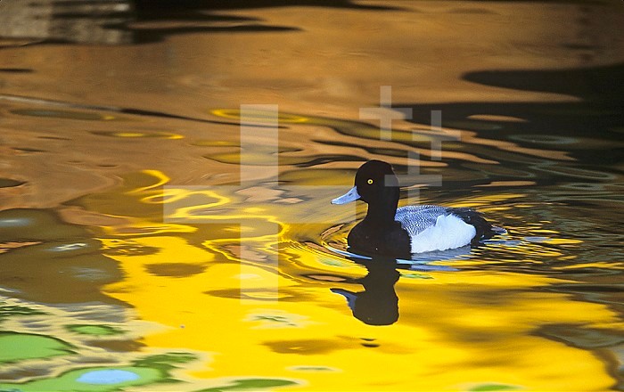 Male Lesser Scaup Duck swimming in water with fall color reflections ,Aythya affinis, North America.