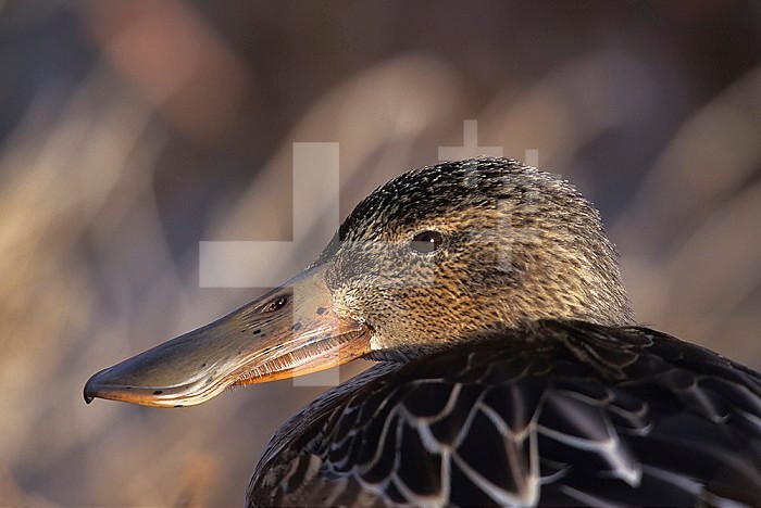 Female Northern Shoveler head showing food straining structures in its bill ,Anas clypeata, North America.