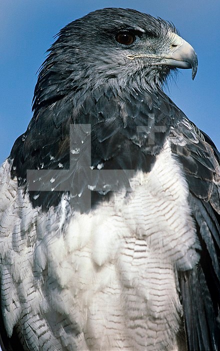 Eagle-Buzzard head ,Geranoaetus melanoleucus,, Ecuador, South America.