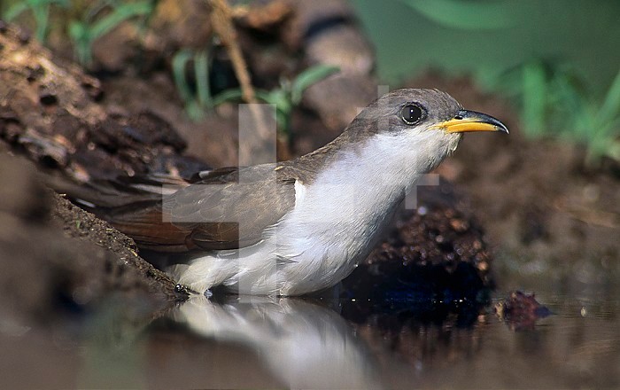 Yellow-billed Cuckoo drinking (Coccyzus americanus), North America.