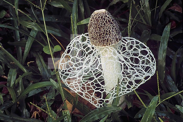 Veiled Stinkhorn Mushroom ,Dictyophora duplicata,.