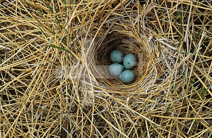 Red-winged Blackbird nest with four eggs in a marsh ,Agelaius phoeniceus,, North America.