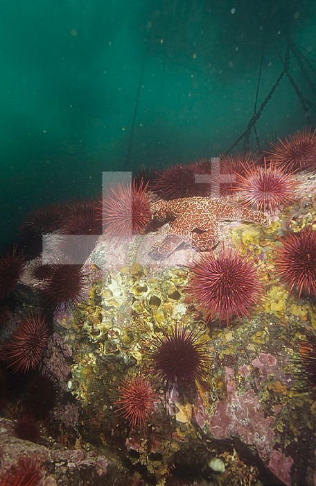 Red Sea Urchins ,Strongylocentrotus franciscanus, Pacific Coast of North America.