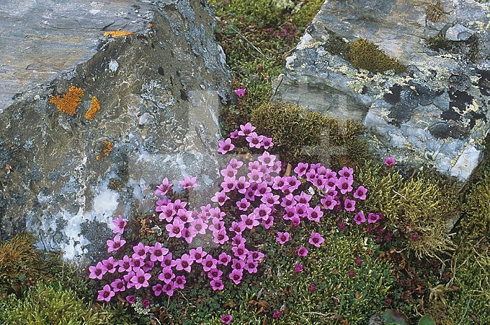 Purple Saxifrage ,Saxifraga oppositifolia, and rock lichens on the Arctic tundra of Spitsbergen, Svalbard, Norway.