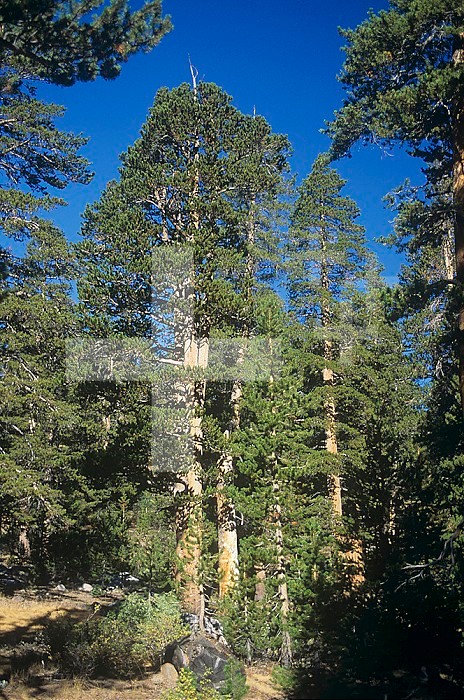 Lodgepole Pines (Pinus contorta), Western North America.