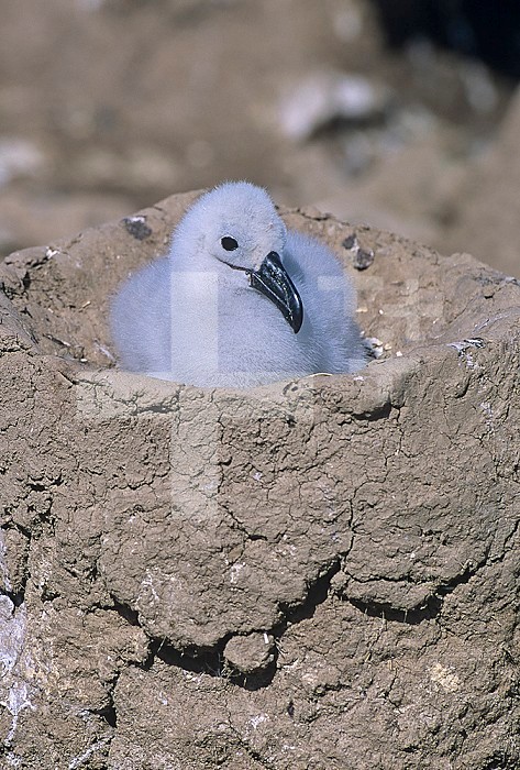 Black-browed Albatross chick in its nest ,Diomedea melanophris,, Falkland Islands.