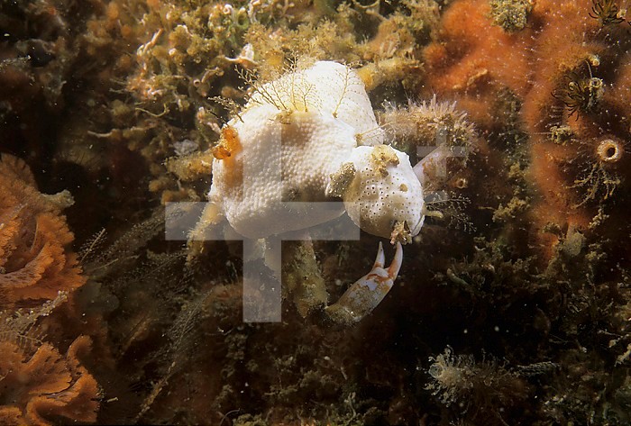 Masking or Decorator Crab ,Loxorhynchus crispatus, California, USA. Numerous organisms ,tunicates and hydroids in this case, on the crab's carapace help to camouflage it.
