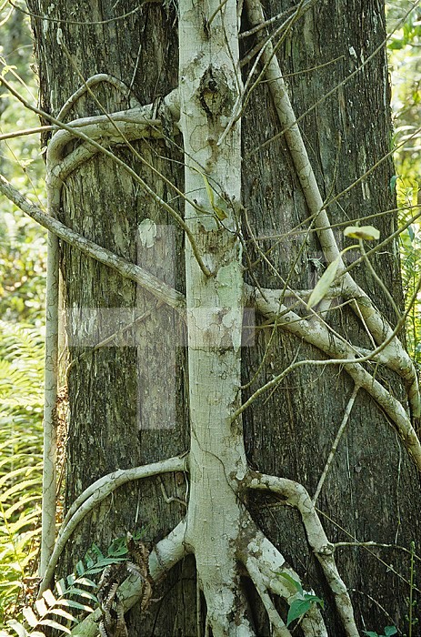 Strangler Fig (Ficus aurea) growing on a Bald Cypress host tree (Taxodium distichum), Corkscrew Swamp, Florida, USA.