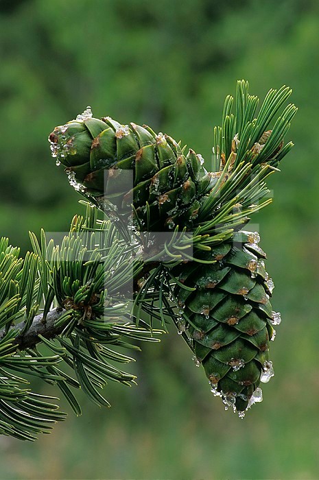 Female or ovulate cones and needles of the Limber Pine (Pinus flexilis), Western North America.