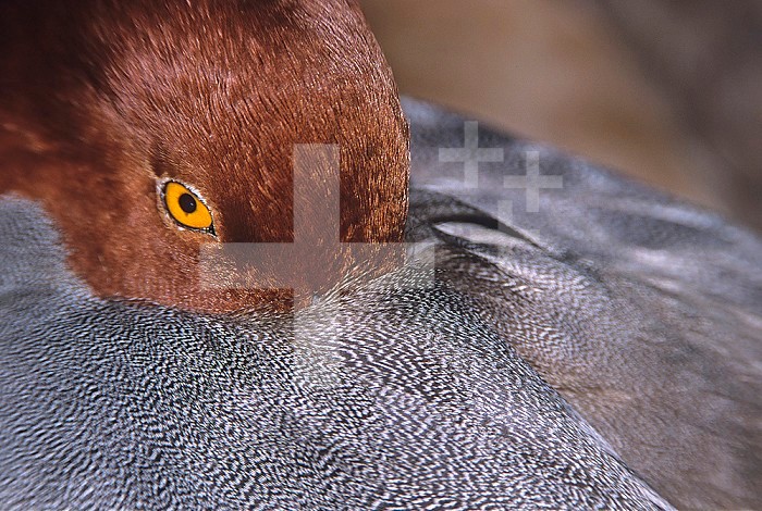 Close-up of a Male Redhead Duck head resting ,Aythya americana, North America.