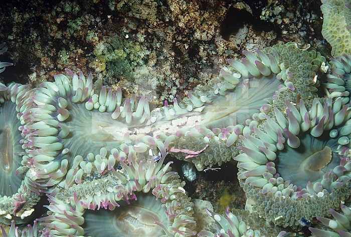 Aggregating Sea Anemones dividing asexually ,Anthopleura elegantissima, Pacific Coast of North America.