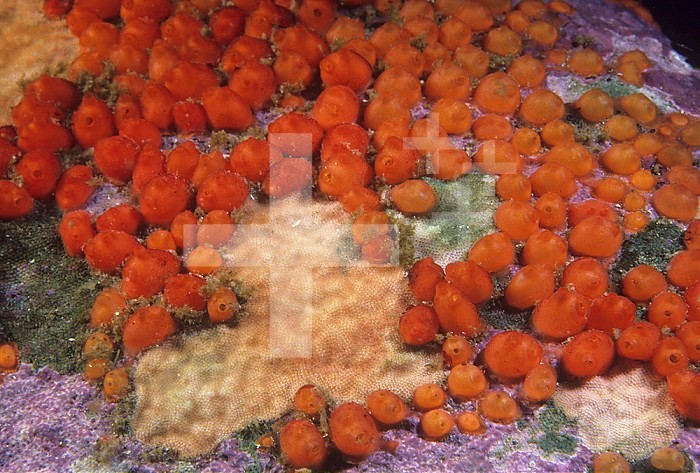 Colonial Tunicates ,Metandrocarpa taylori, Class Ascidiacea, Pacific Coast of North America.