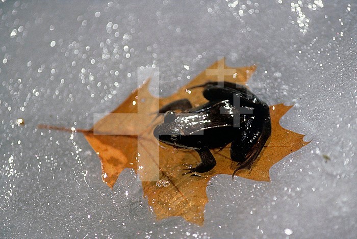 Wood Frog ,Rana sylvatica, on a frozen vernal pond. North America.